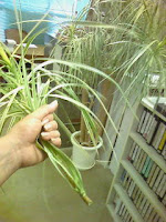 せっかく育てた植木がポキリ…