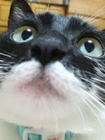 黒猫マグカップ