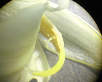 みょうがの花粉を顕微鏡で見てみました