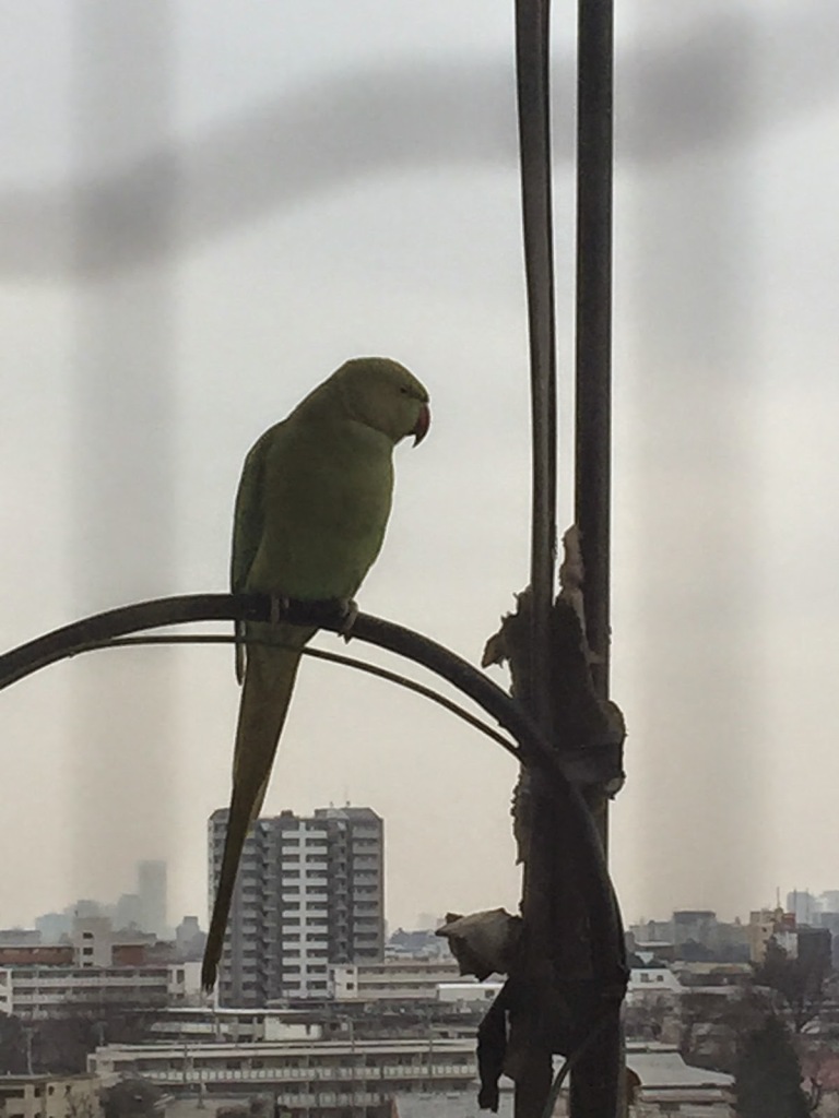 ワカケホンセイインコ