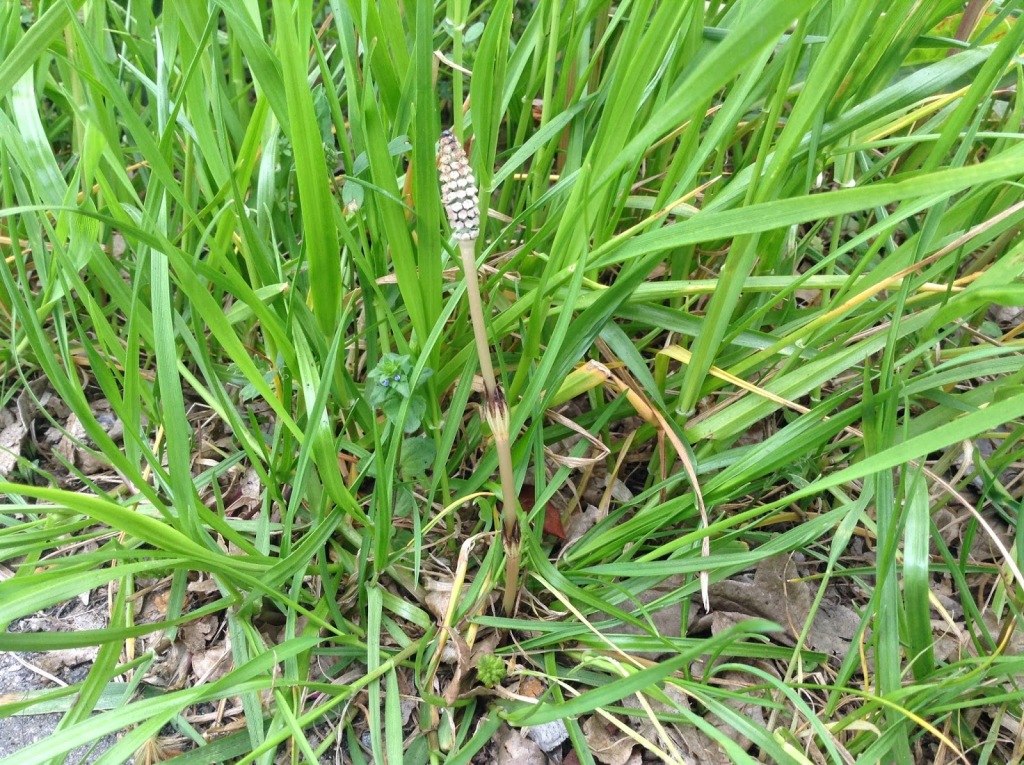 つくしが出ていました