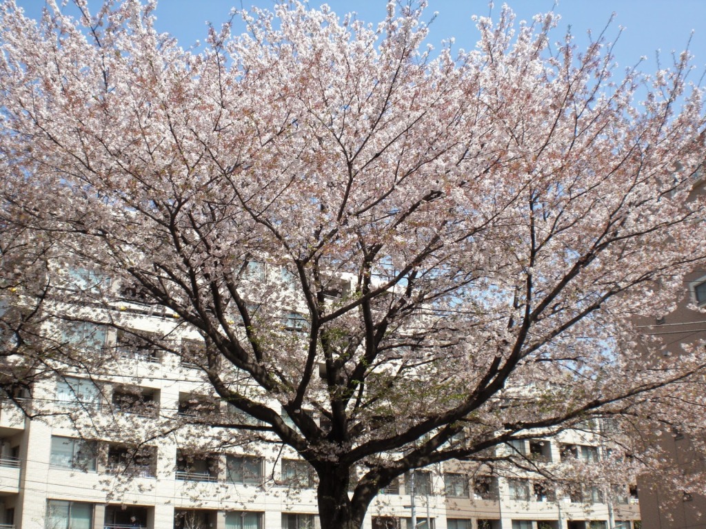 春ですね！