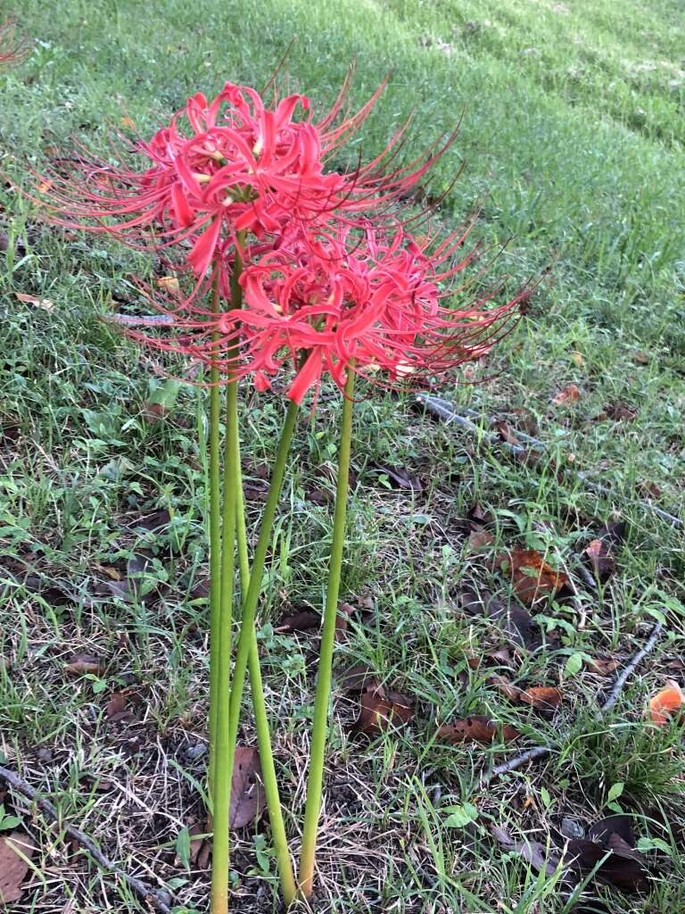 彼岸の時期になると必ず咲き、枯れていく　彼岸花