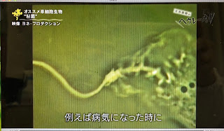 20190619又吉直樹のヘウレーカ！に映像が使用されました。