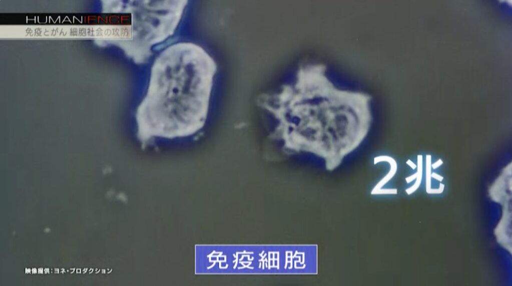 NHKヒューマニエンス＃17がんに弊社の免疫細胞（白血球）の映像が使用されました