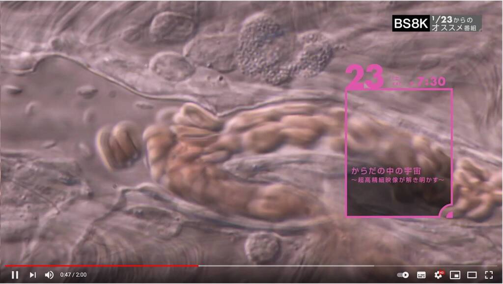 11/17再放送あります！！NHK BS−8K放送「からだの中の宇宙〜超高精細映像が解き明かす〜」
