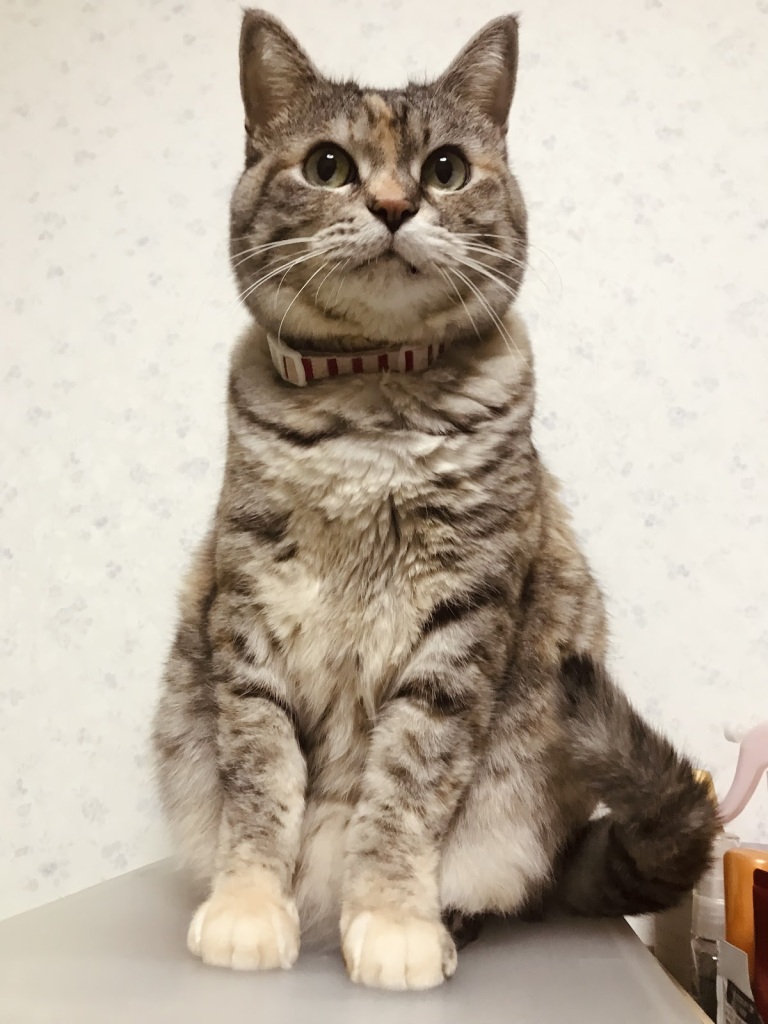 スーパー猫の日