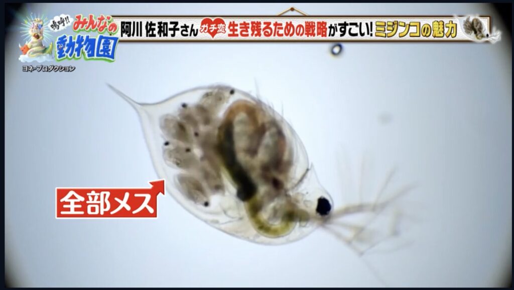 【ライブラリー】「嗚呼！！みんなのどうぶつ園」でミジンコの出産映像が使用されました