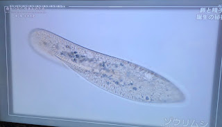 NHKスペシャル8/28「命をつなぐ生きものたち 第２集 水中の恋」でゾウリムシの映像協力しました。