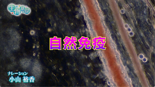 1017OA：NHK高校講座　免疫のしくみ（２）に弊社の映像が使用されました