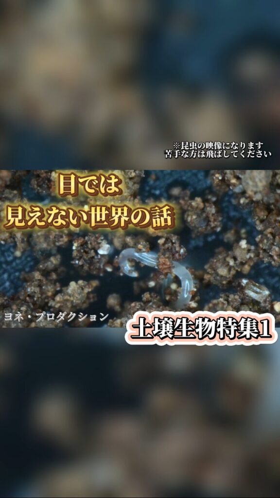 Instagram更新しました！今回からは土壌生物特集になります