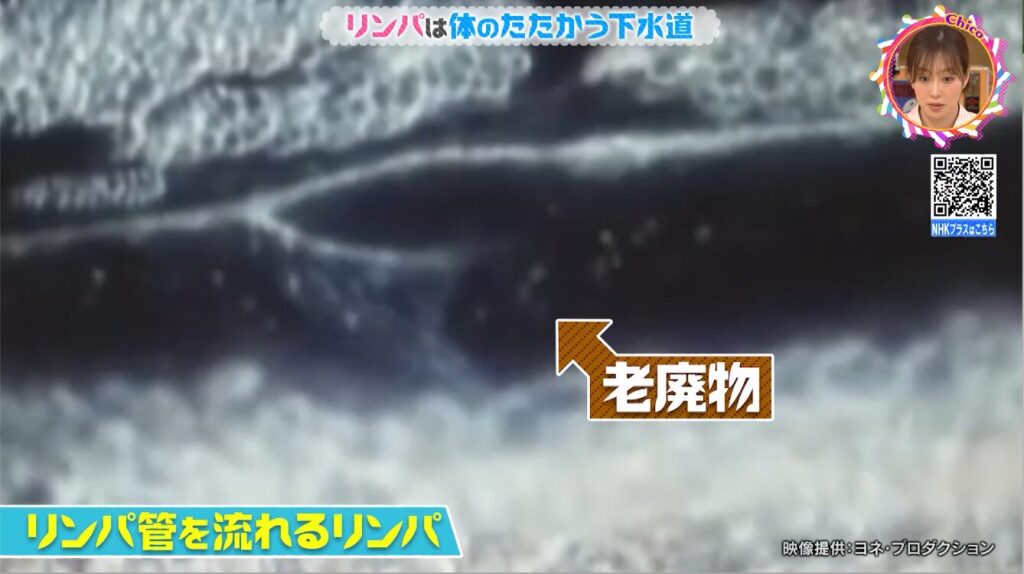 0404NHK「チコちゃんに叱られる」に弊社映像が使用されました