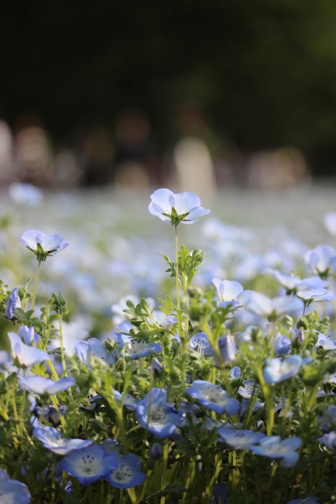 ネモフィラとポピーと藤の花💐