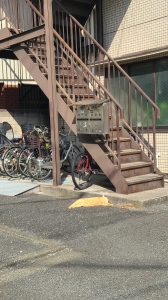 陽だまりで横になって伸びをしている猫