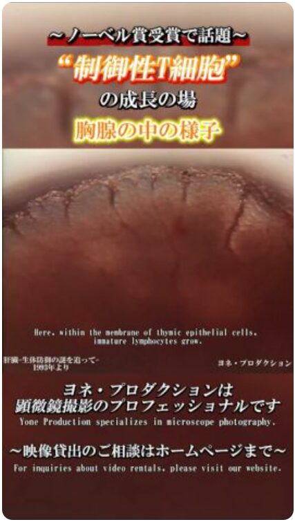 YouTubeショート動画更新のお知らせ✉️