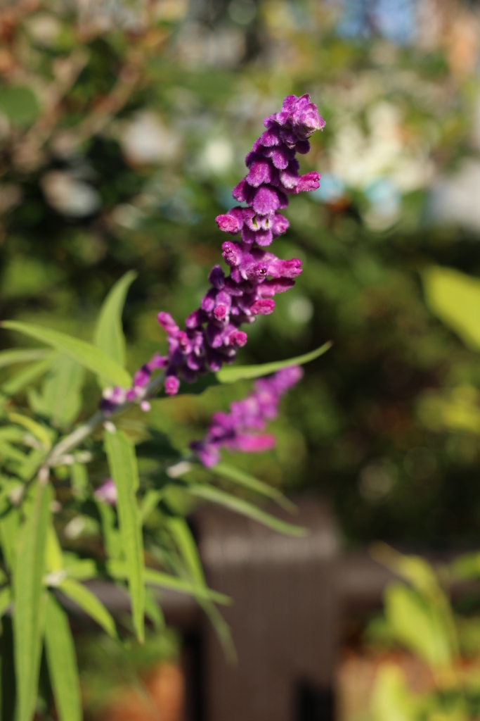 少し遅めの明けましておめでとうございます⛩️
