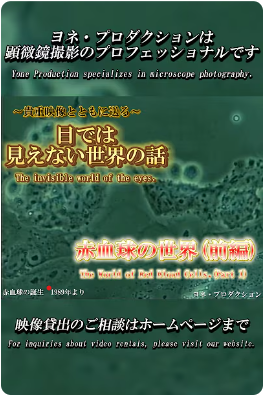 YouTubeショート動画更新のお知らせ✉